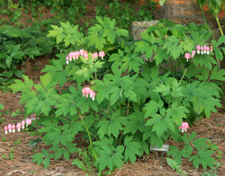 Plant bleeding heart in light shade for best results.