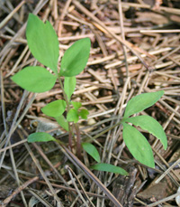 Seedling D. spectabilis.