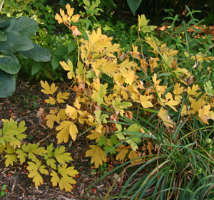 Dicentra spectabilis begins to senesce in summer, unless it’s cool and moist.