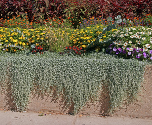 Silver Falls dichondra used as a trailing plant over a wall in an annual bed.