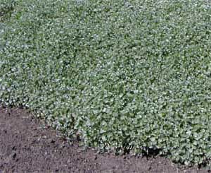 Silver Falls dichondra as a groundcover.