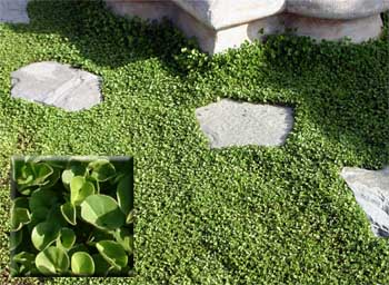 What is Dichondra? 