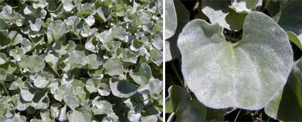 'Silver Falls dichondra has silvery fan-shaped leaves.