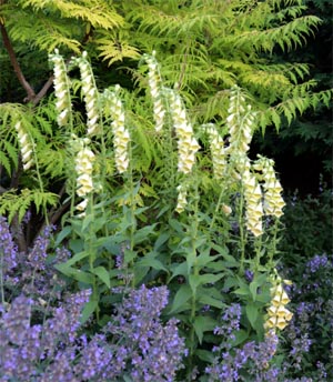 Yellow foxglove, Digitalis grandiflora, in bloom.