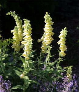Yellow foxglove is a nice addition to informal borders and cottage gardens.