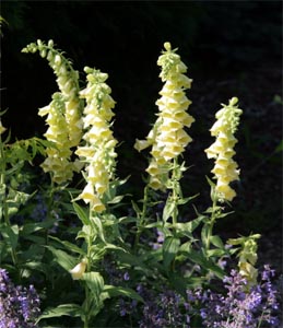 yellow foxglove flower