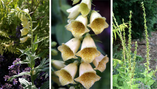 The pale yellow flowers of Digitalis grandiflora are borne on a long stem, followed by seed pods.