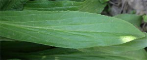 The leaves are lance-shaped with fine teeth.