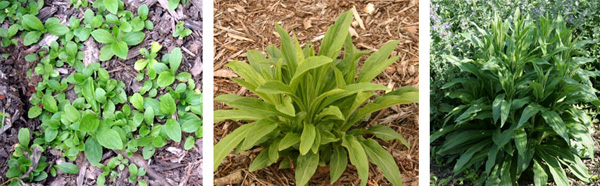 L-R: Digitalis grandiflora readily self-seeds; established plant emerging in spring; plant in early summer before flowering.