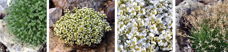 Draba dedeana flowers in mid-April, with the plant covered with tiny white blooms.