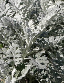 Dusty Miller, Senecio cineraria – Wisconsin Horticulture