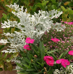 Many cultivars offer a fine texture to contrast with other plants.