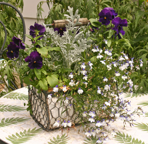 Dusty miller as an accent in a container planting.