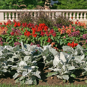 Dusty miller is a commonly used as an annual bedding plant.