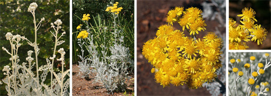 Buds (L) and flowers (R) of blooming dusty miller (CL).