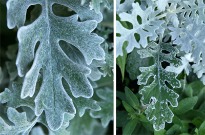 The leaves are covered with fine hairs giving a felted or wooly appearance, which changes when wet (R).