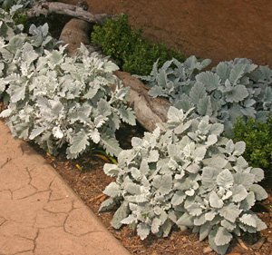 Dusty miller is heat and drought tolerant.