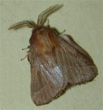 The adult eastern tent caterpillar moth is similar in appearance to this forest tent caterpillar moth.