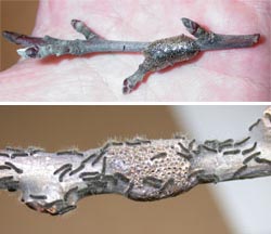 Shiny egg masses are wrapped around twigs (top). Recently hatched eastern tent caterpillars.