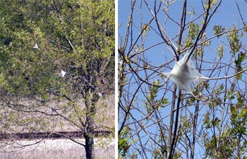 The tents of eastern tent caterpillar are a conspicuous sight in early spring.