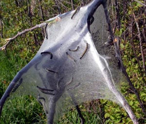 Caterpillars create silken nests in the crotches of branches of certain trees.