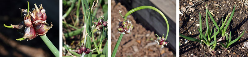 The bulbils form on the ends of the spikes (L) and begin to grow small plantlets (LC) which may form another spike with more bulbils (RC) or will root and form new plants if they fall on or are place in the ground (R).