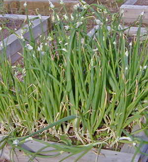 A bed of Egyptian walking onions.