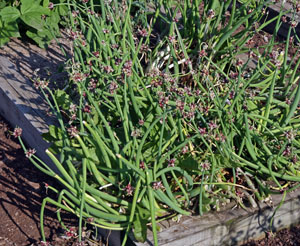 A bed of Egyptian walking onions with bulbils.