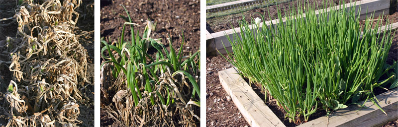 Egyptian walking onions in late winter (L), spring (C) and just before forming heavy bulbil-forming spikes (R).