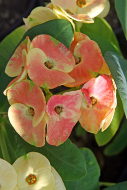 Crown of thorns (Euphorbia milii) Flower, Leaf, Care, Uses