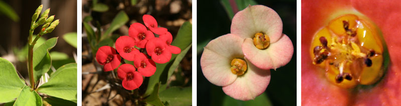 The buds (L), open infloresences (LC), inforescence closeup (RC) and closeup of cyathium (R)