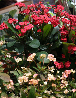 The Crown Of Thorns (Euphorbia milii) Care and Information – Crazy