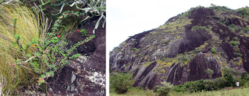 Euphorbia milii in the wild (L) and habitat (R), near Fort Dauphin, Madagascar