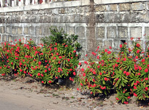 An ornamental planting of crown of thorns along a wall near Antananarivo, Madagascar