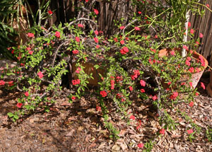  TruBlu Supply One 6 inch + Stem Cutting - Red Crown of Thorns  Christ Plant - Euphorbia milii - Live Succulent Plant, CROWNT : Patio, Lawn  & Garden