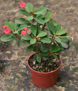 Many cultivars of crown of thorns can be kept in small pots