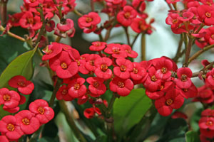 Bright red flowers adorn a crown of thorns