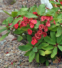 Crown of thorns is easy to propagate and has few pests