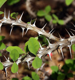 Crown of thorns is aptly named for the large spines on the branches and stems