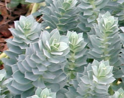 The pointed, succulent leaves are arranged in a spiral around the stems. 