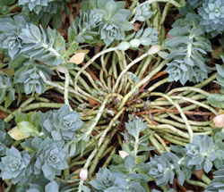 Stems sprawl on older plants.