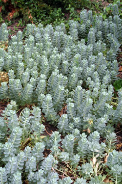 Euphorbia myrsinites is an interesting perennial with blue foliage.