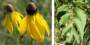 Flowers (L) and leaves (R) of Ratibida pinnata.