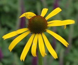 Flower of Echinacea paradoxa.