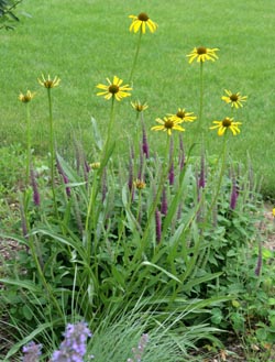 Yellow coneflower in a garden.