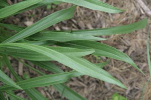 Leaves of Echinacea paradoxa.