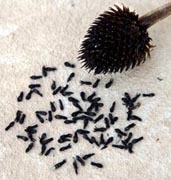 Echinacea paradoxa seeds