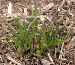 Yellow coneflower emerging in spring.