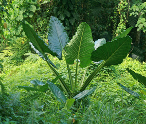 Eine Alocasia, die auf den Fidschi-Inseln an einem Straßenrand wächst.