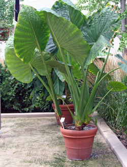 Alocasia calidora mostrando folhas verticais em pecíolos longos.